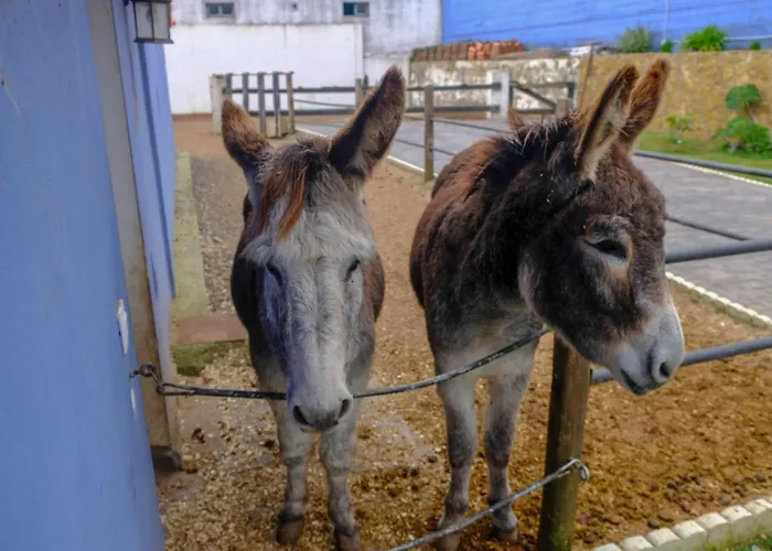 Casa Antigua Feriehus La Esperanza (Tenerife)